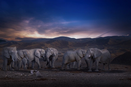 слон, слоны, дикие, звери, животные, ночь, горы, гора, синие, серые